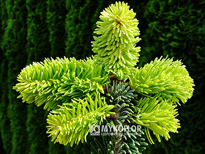 Abies nordmanniana ‘Robusta’ – na wiosnę