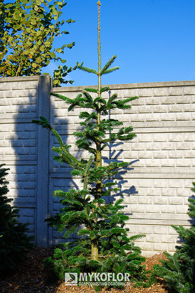 Jodła kaukaska ‘Robusta’