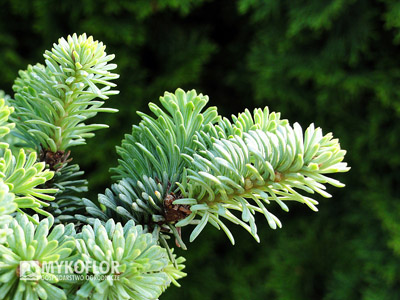Abies procera Blaue Hexe