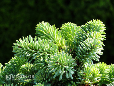 Abies procera Blaue Hexe