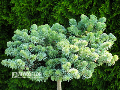 Abies procera Blaue Hexe