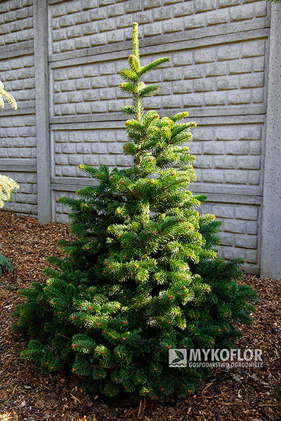 Abies veitchii ‘Fritsche’