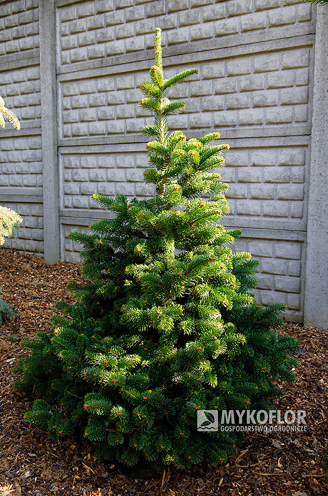 Abies veitchii ‘Fritsche’