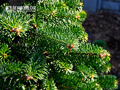 Abies veitchii ‘Fritsche’ – zbliżenie igieł