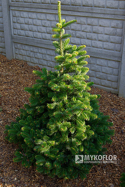 Abies veitchii ‘Fritsche’
