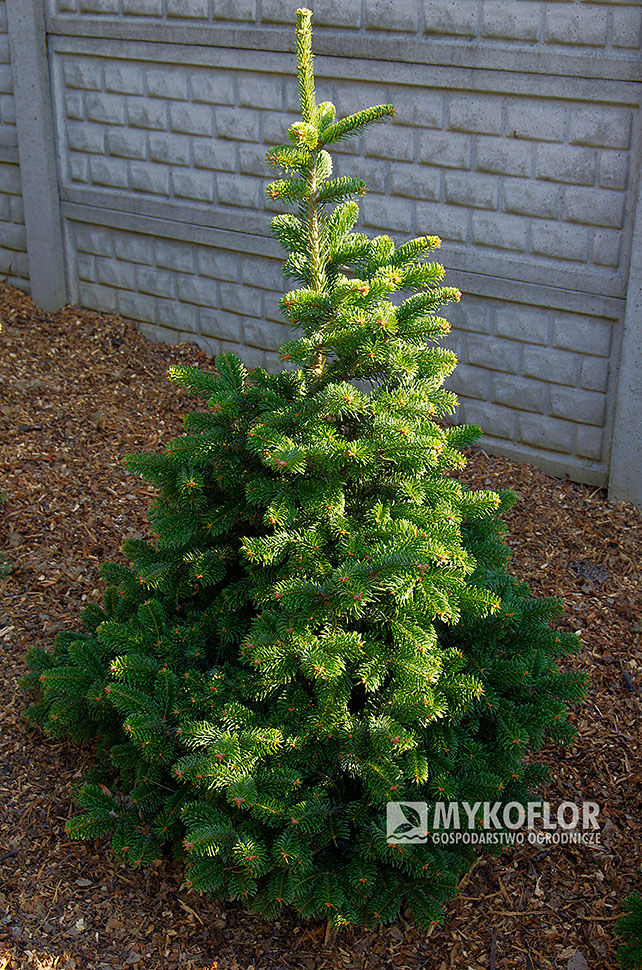 Abies veitchii ‘Fritsche’