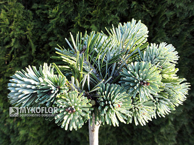 Abies veitchii Rumburk