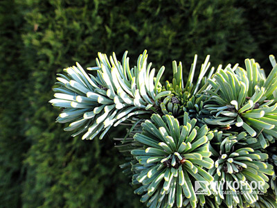 Abies veitchii Rumburk