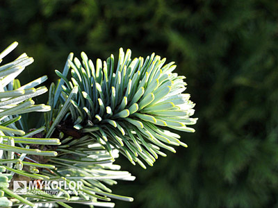 Abies veitchii Rumburk