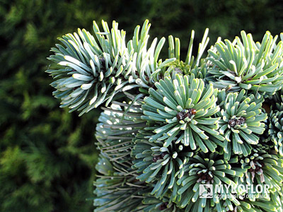 Abies veitchii Rumburk