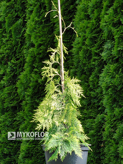 Chamaecyparis lawsoniana Filips Golden Tears