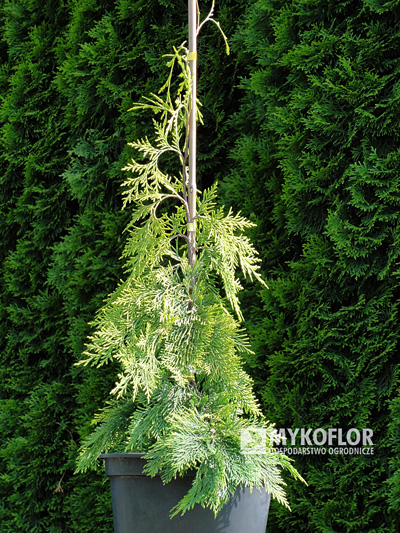 Chamaecyparis lawsoniana Filips Golden Tears