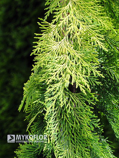 Chamaecyparis lawsoniana Filips Golden Tears