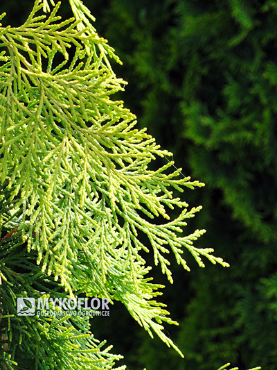 Chamaecyparis lawsoniana Filips Golden Tears