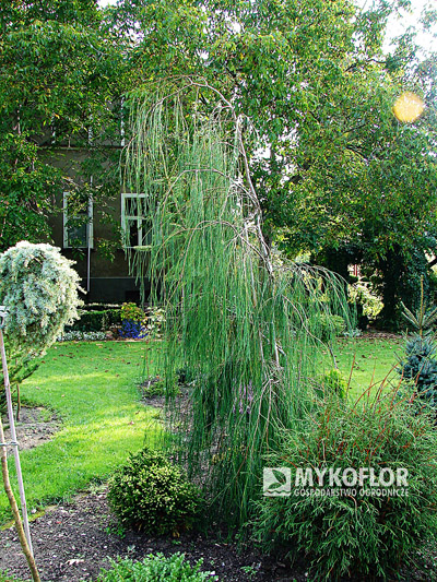 Chamaecyparis lawsoniana Imbricata Pendula