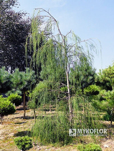 Chamaecyparis lawsoniana Imbricata Pendula