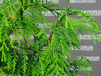 Chamaecyparis nootkatensis Aldrich Mountain – zbliżenie igieł