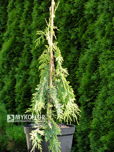 Chamaecyparis nootkatensis Golden Waterfall