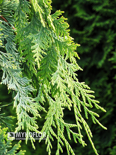 Chamaecyparis nootkatensis Golden Waterfall