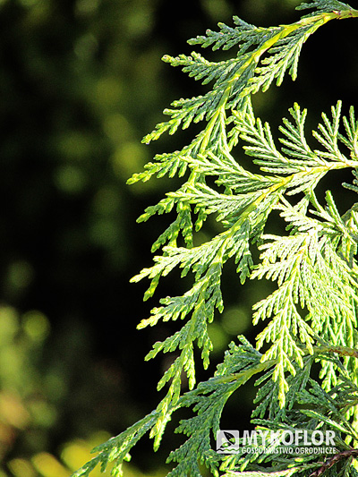 Cyprysik nutkajski Pendula – zbliżenie igieł