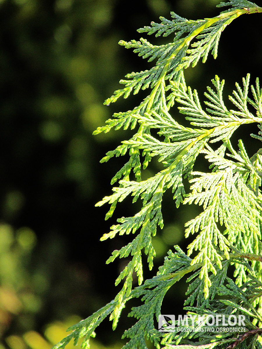 Cyprysik nutkajski Pendula – zbliżenie igieł