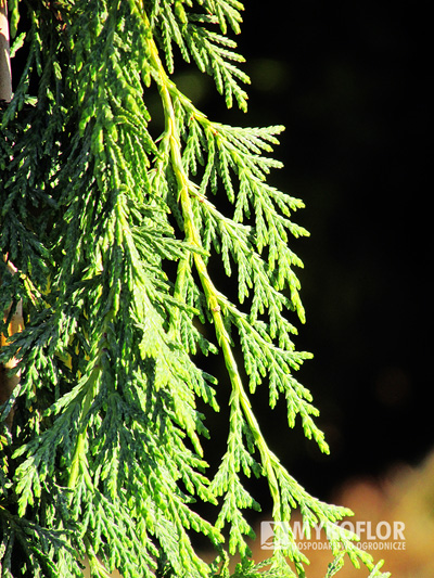Chamaecyparis nootkatensis Pendula – zbliżenie igieł