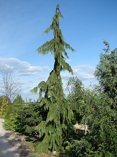 Chamaecyparis nootkatensis Pendula – lato