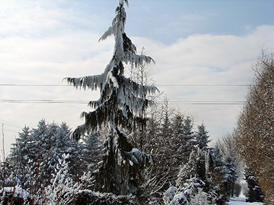 Chamaecyparis nootkatensis Pendula