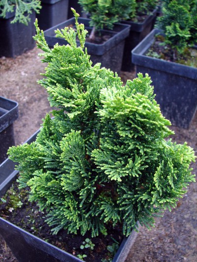 Chamaecyparis obtusa Bess