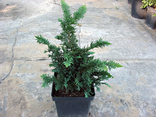 Chamaecyparis obtusa Filicoides