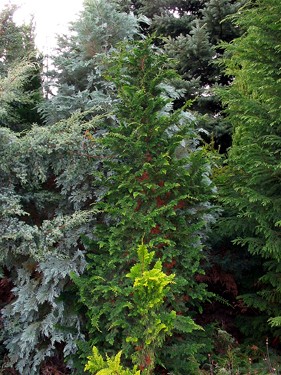 Chamaecyparis obtusa Filicoides
