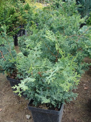 Chamaecyparis obtusa Gimborns Beauty