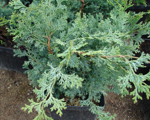 Chamaecyparis obtusa Gimborns Beauty