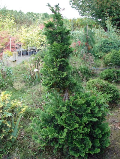 Chamaecyparis obtusa Gracilis