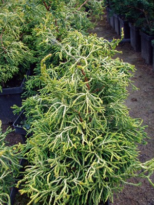 Chamaecyparis obtusa Tsatsumi Gold