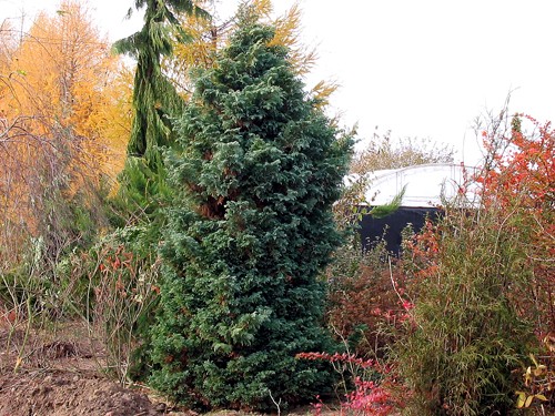 Chamaecyparis pisifera Boulevard