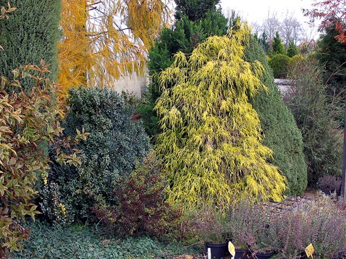 Chamaecyparis pisifera Filifera Aurea