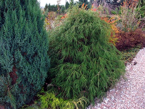 Chamaecyparis pisifera Filifera