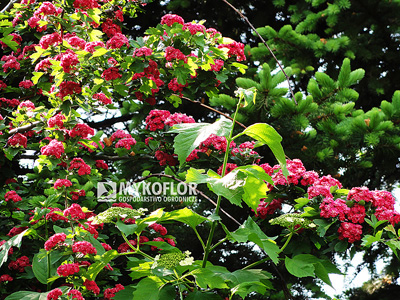 Crataegus xmedia Paul’s Scarlet – kwiaty i liście