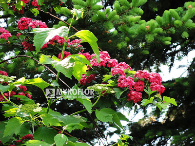 Crataegus xmedia Paul’s Scarlet – kwiaty i liście
