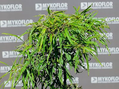 Fagus sylvatica Mercedes – zbliżenie liści