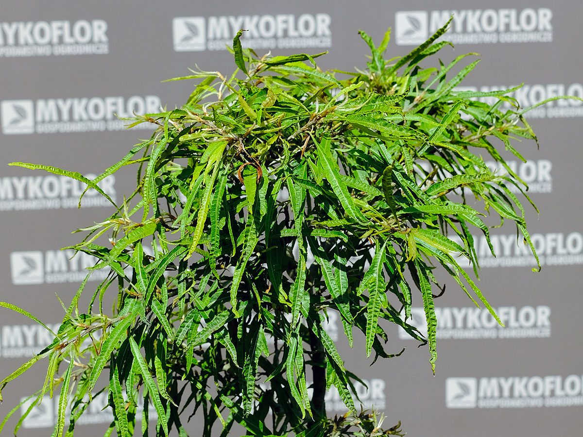 Fagus sylvatica Mercedes – zbliżenie liści
