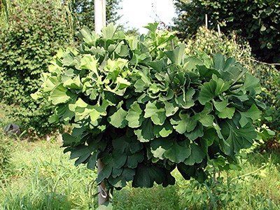 Ginkgo biloba Mariken