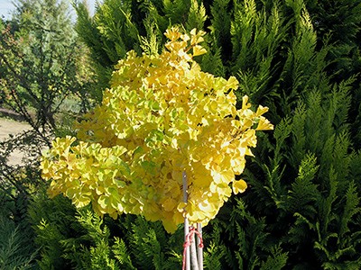 Ginkgo biloba Mariken