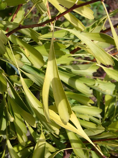 Gingko biloba Saratoga - jesień