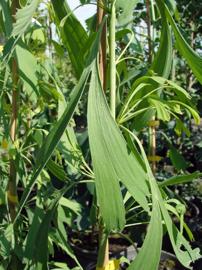 Gingko biloba Saratoga - lato