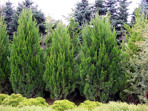 Juniperus chinensis Spartan