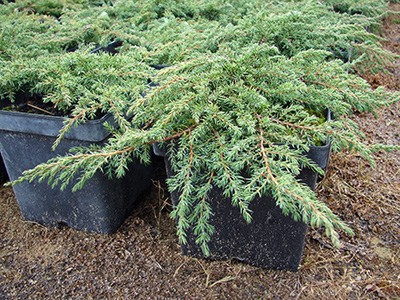 Juniperus communis Green Carpet