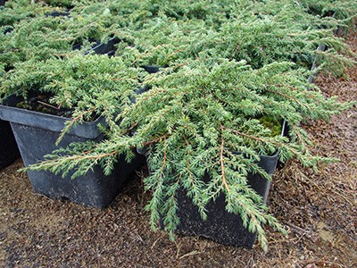 Juniperus communis Green Carpet