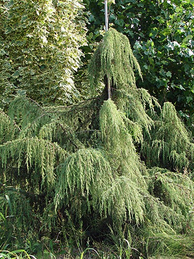 Juniperus communis Horstmann
